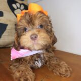 Angie Shihpoo 01