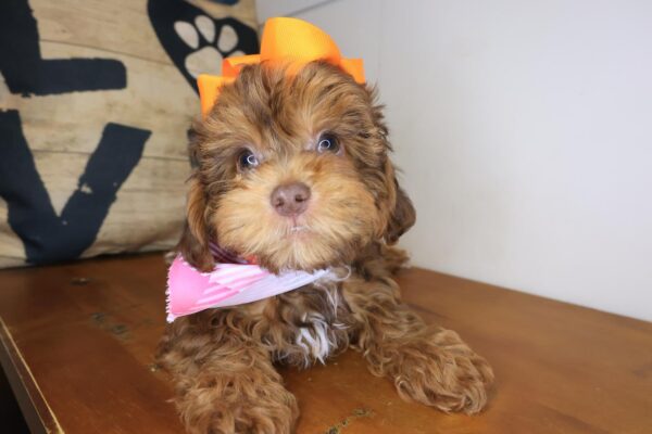 Angie Shihpoo 01