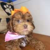 Angie Shihpoo 02