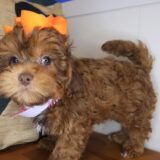 Angie Shihpoo 03