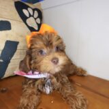 Angie Shihpoo 04