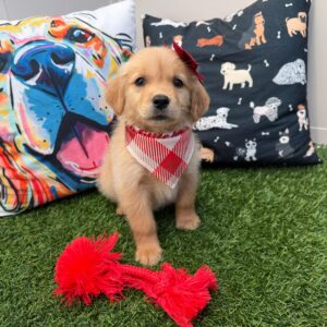 Annabell Golden Retriever 01 Annabell Golden Retriever 01
