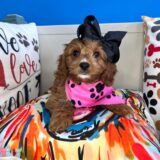 Aqua Cavapoo 01
