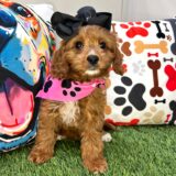 Aqua Cavapoo 03