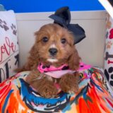 Aqua Cavapoo 04