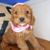 Arctic Cavapoo 01