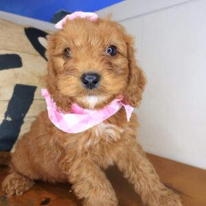 Arctic Cavapoo 01 Arctic Cavapoo 01