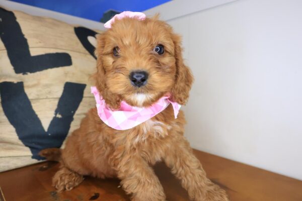 Arctic Cavapoo 01
