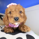 Arctic Cavapoo 02