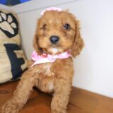 Arctic Cavapoo 03