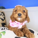 Arctic Cavapoo 04