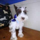 Arthur Schnauzer 01