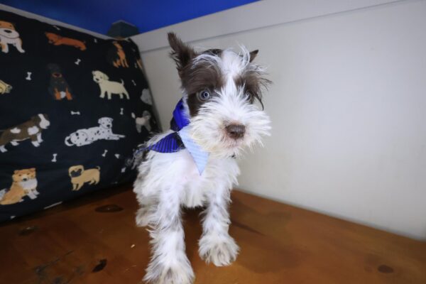 Arthur Schnauzer 01