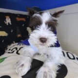 Arthur Schnauzer 02