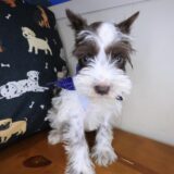 Arthur Schnauzer 04