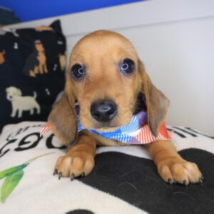 Arvin Dachshund 01 Arvin Dachshund 01