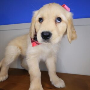 Arya Golden Retriever 01 Arya Golden Retriever 01