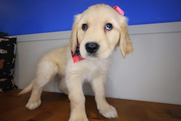 Arya Golden Retriever 01