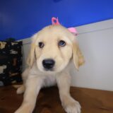Arya Golden Retriever 02