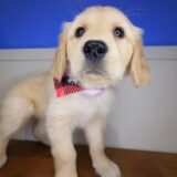 Arya Golden Retriever 03