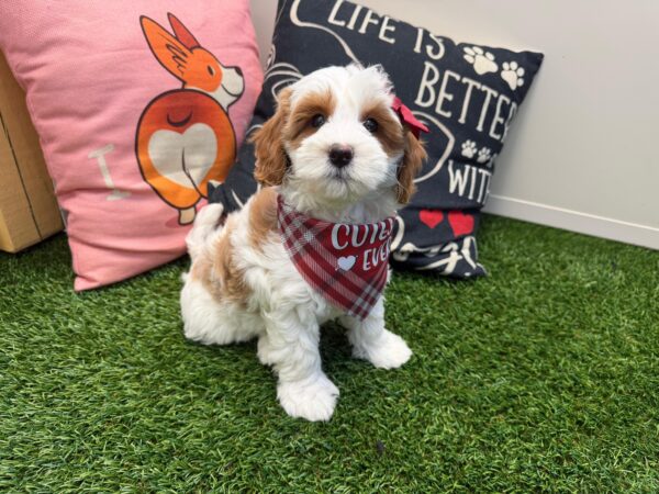 Aster Goldendoodle 01