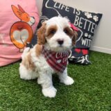 Aster Goldendoodle 02