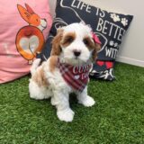 Aster Goldendoodle 03