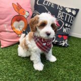 Aster Goldendoodle 04
