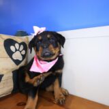 Asteria Rottweiler 01