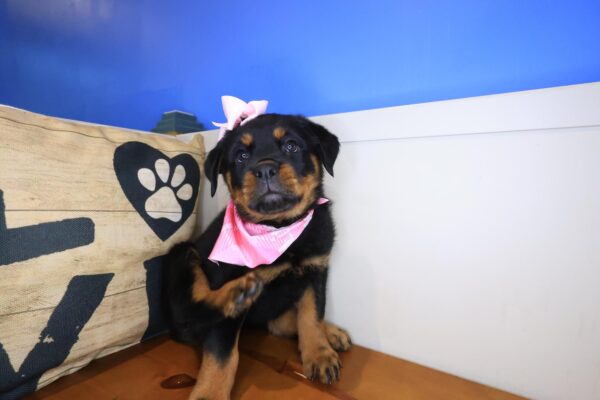 Asteria Rottweiler 01