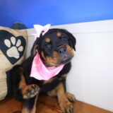 Asteria Rottweiler 02