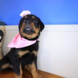 Asteria Rottweiler 03
