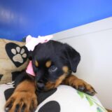 Asteria Rottweiler 04