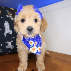 Audrey Goldendoodle 01 Audrey Goldendoodle 01