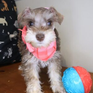 Austen Schnauzer 01 Austen Schnauzer 01