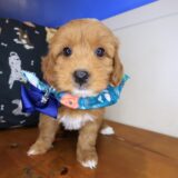 Azul Goldendoodle 01