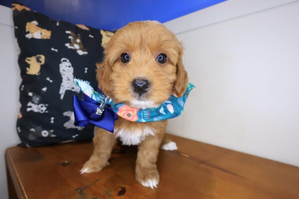 Azul Goldendoodle 01