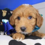 Azul Goldendoodle 02