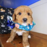 Azul Goldendoodle 04