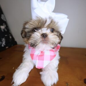 Bailey Shih Tzu 01 Bailey Shih Tzu 01