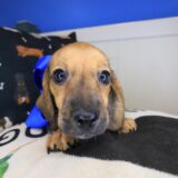 Banshee Dachshund 04