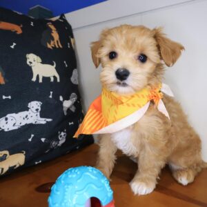 Barkley Maltipoo 01 Barkley Maltipoo 01