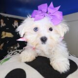 Beatrix Maltese 01