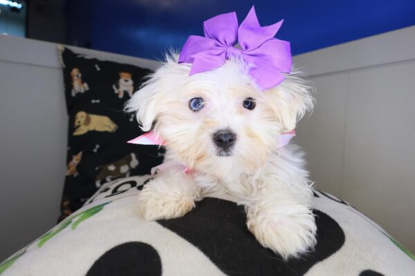Beatrix Maltese 01