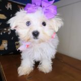 Beatrix Maltese 02