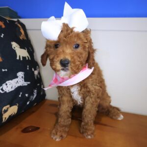 Belleza Goldendoodle 01 Belleza Goldendoodle 01