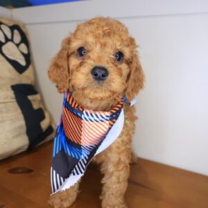 Benny Cavapoo 01 Benny Cavapoo 01