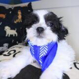 Bernard Teddy Bear 02