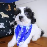 Bernard Teddy Bear 04