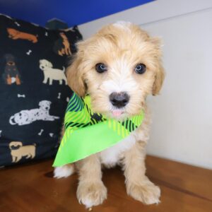 Bingo Maltipoo 01 Bingo Maltipoo 01